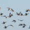 Gruppo di Oche selvatiche in volo – Fiume Musone