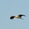 Cicogna in volo al fiume Musone – Osimo – AN