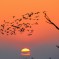 Fenicotteri al tramonto – Cervia