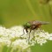 Tafano (Philipomyia aprica) – Dolomiti bellunesi