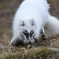 Volpe artica – Isole Svalbard