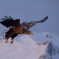 Aquila di mare – Lofoten