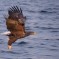 Aquila di mare – Lofoten