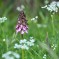 Orchis purpurea – Monte conero