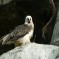 Avvoltoio gipeto (Parco Natura Viva)