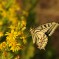 Macaone – (Papilio machaon) – Fiume Musone