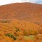 Faggeta in autunno – Monte Cucco