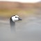 Oca facciabianca – Isole Svalbard