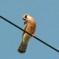 Falco cuculo (F)