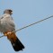 Falco cuculo (M)