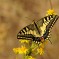 Macaone – (Papilio Machaon) –  Monte Conero