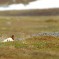 Pernice bianca – (Norvegia 2016)