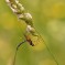 Ichneumonidae – Monti Sibillini