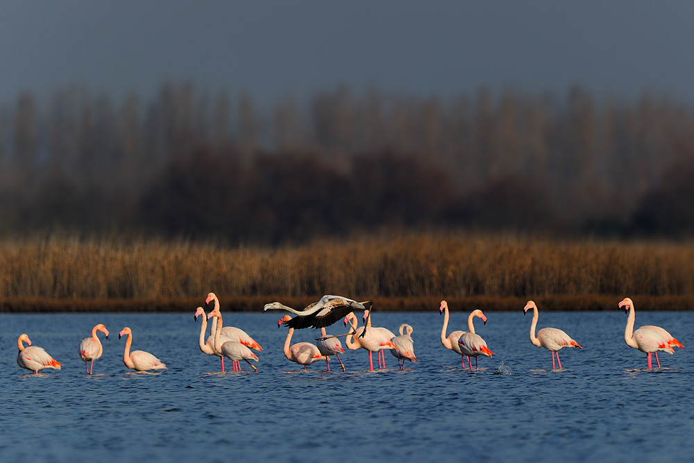 Fenicotteri Comacchio Nilvana Pasqualini Fotografia Naturalistica